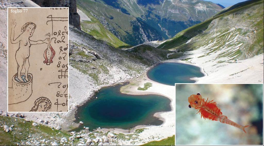 Foglio 77 del Voynich. Chirocefalo del Marchesoni, lago di Pilato, Monti Sibillini