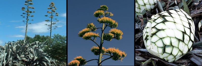 Agave pianta