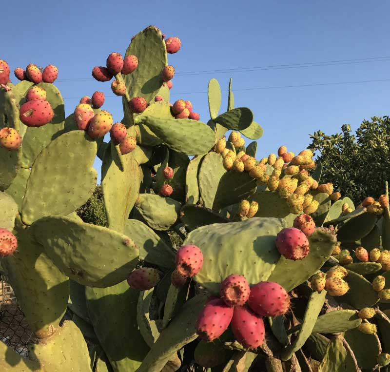 Fico d'india Opuntia ficus indica