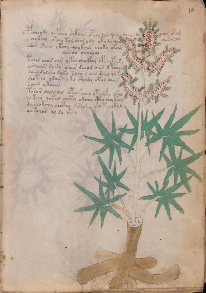 Foglio N. 16 Voynich, Canapa Cannabis sativa