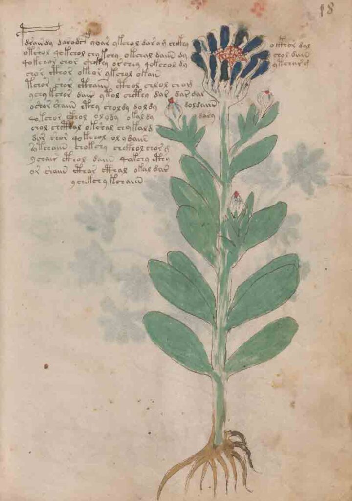 Foglio N.18 Voynich, Aglio orsino Allium silvestre