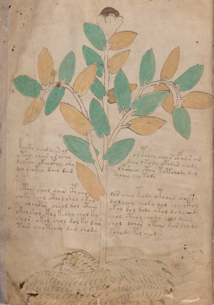 Foglio N.2 Voynich, Cocaina Erythroxylum coca