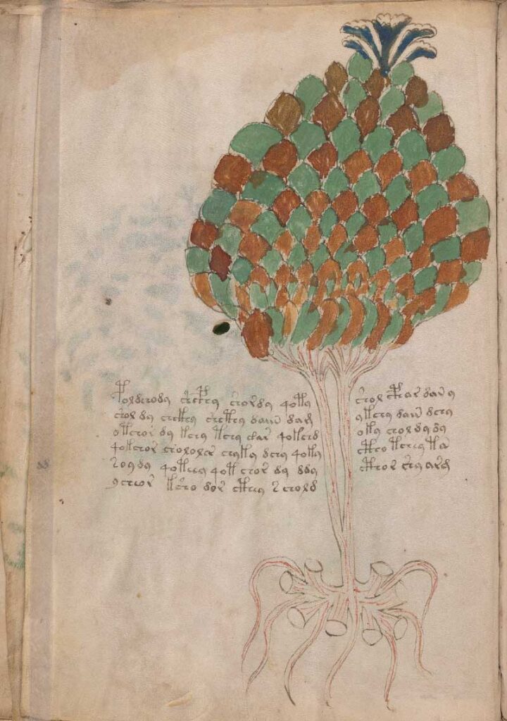 Foglio N. 13 Voynich,  Agave AGAVE