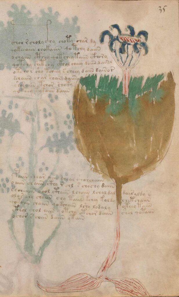 Foglio n. 35 Voynich, Oppio Papaver somniferum