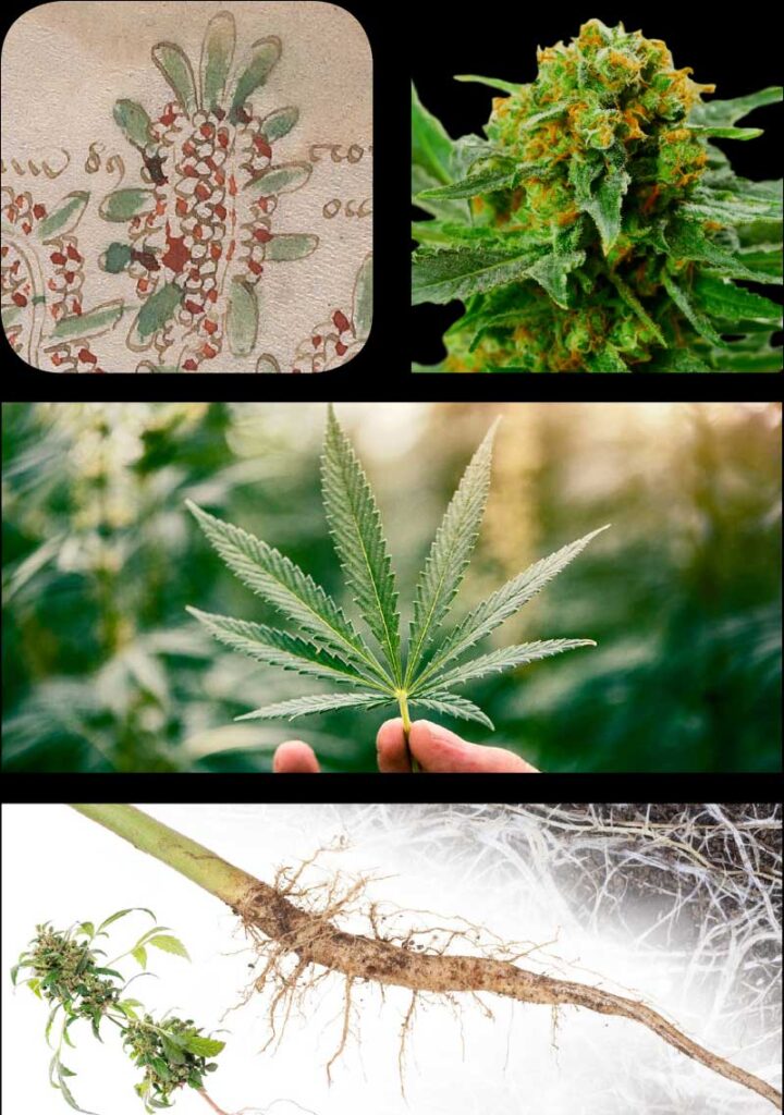 cannabis sativa